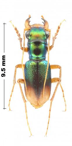 Tetracha germaini